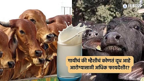 World Milk Day 2024
