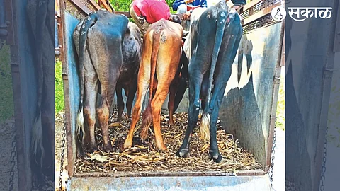 Illegal cattle transport vehicle blocked by villagers