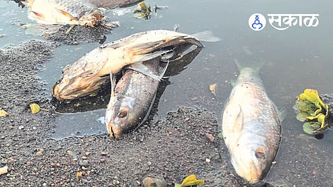 Panchganga River Ichalkaranji