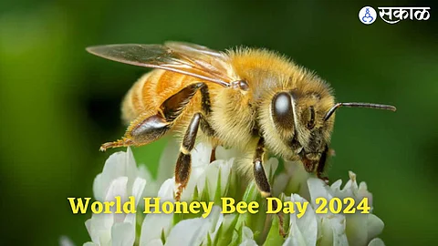World Honey Bee Day 2024