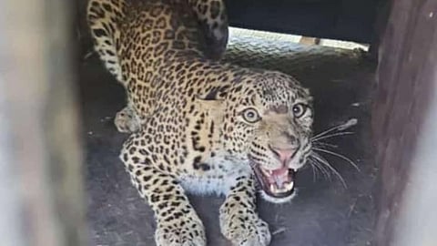 leopard caught in trap as forest department set in the farm at pimpalwandi