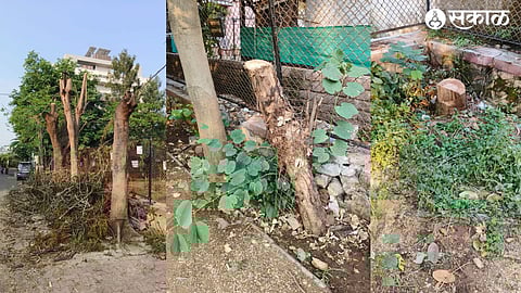 All the branches of three trees were cut off by the power company employees when there was no power line in Mauli Lawns area. In another photo, the trees in the park were slaughtered from the ground up.