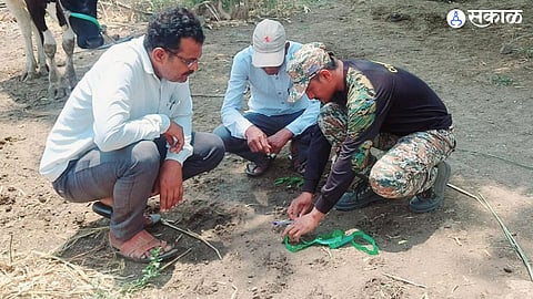 Leopard attack in Patas cow killed and calf injured pune