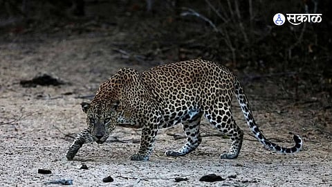 teacher escaped from a leopard attack due to a pothole in the road Ambegaon Taluka News