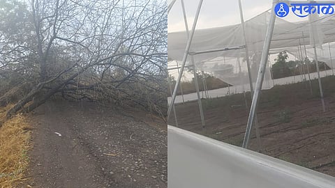 due to Unseasonal rains trees lying on road, Damage to polyhouse