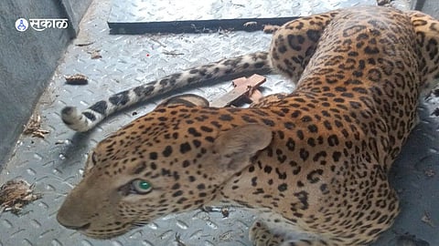 Pune News: वनविभागाचे मोठे यश, बिबट्या अडकला पिंजऱ्यात