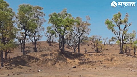 Anjan trees sustaining greenery in the first row of Satpura.