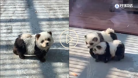 Panda Dogs in Zoo