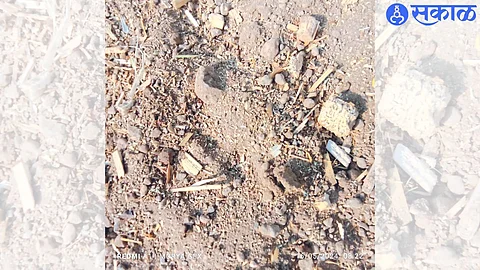 Leopard footprints found by forest staff in Engde Shiwar.
