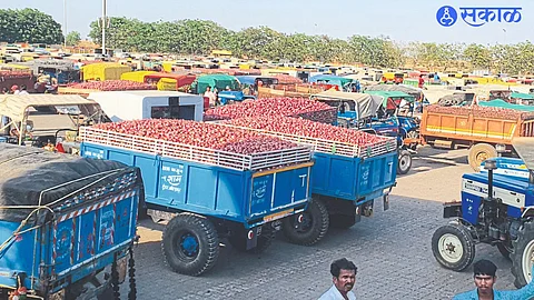 A bumper arrival of summer onions in the market committee at Pimpalgaon Baswant