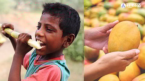 From Festive Feasts to Fading Memories: A Rural Summer Tale