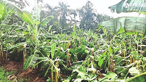 Damage to banana plantations. (archived photo)