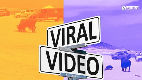 Viral Video: बैलाला गोंजारणे महिलेच्या अंगलट; व्हिडिओ होतोय व्हायरल