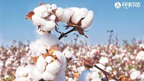 Cotton Crop