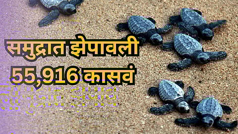 Turtle Conservation