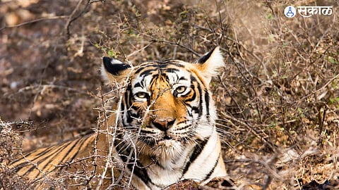 two escape from tigress at nagpur save their lives climb tree for 2 hours