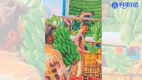 Laborers cutting banana bunches and loading them into trucks.