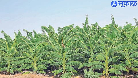 Banana leaves torn by wind