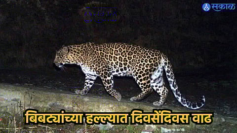Pune Leopard