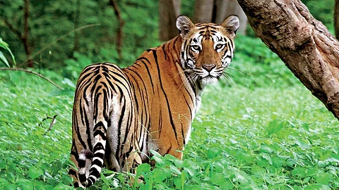 Tadoba-Andhari Chandrapur Project