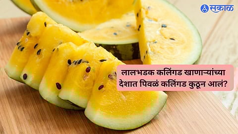 Yellow Watermelon