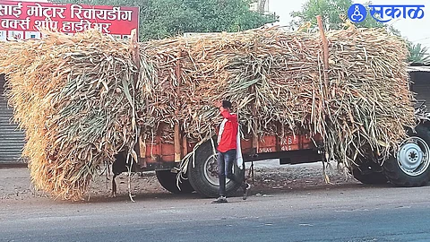 Farmers in Daregaon Nimon area of Chandwad carrying sugarcane fodder for their animals