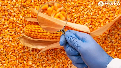 Fake Seed Business