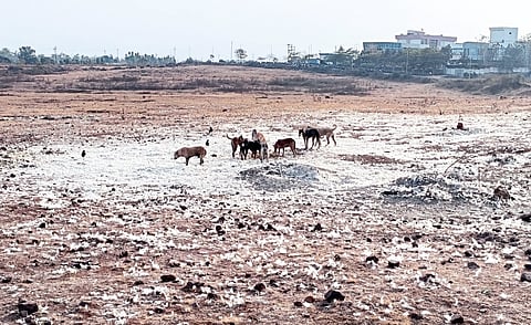 ‘कागल पंचतारांकीत’ला कचऱ्याचा विळखा