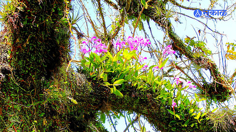 International Biological Diversity Day