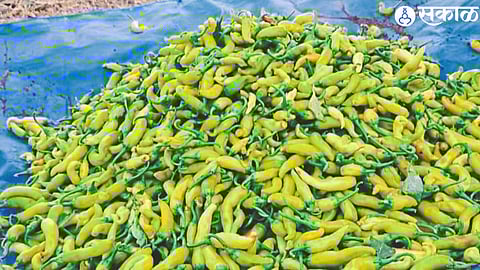 Chillies not growing sufficiently due to excessive heat.