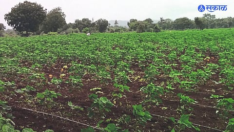 Cotton crop of last kharif season in Shindkheda taluk. (archived)