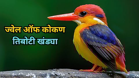 Oriental Dwarf Kingfisher