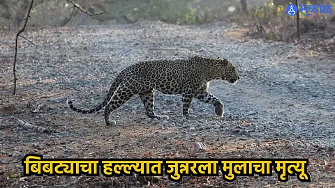 Leopard Attack