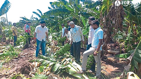 Farmer Sandeep Sawle's banana crop destroyed by the storm.