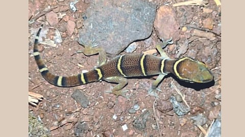 Deccan Ground Gecko