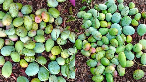 damage compansation to farmers