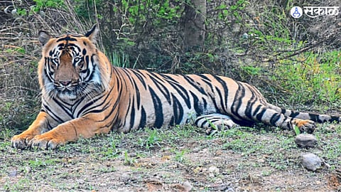 solapur tiger