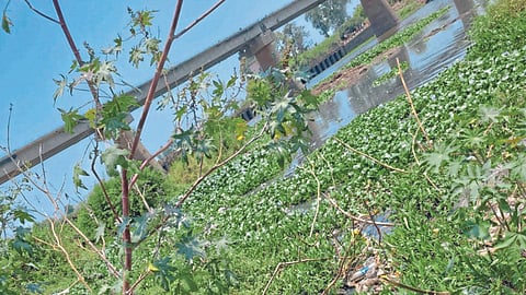 Panchganga River Pollution