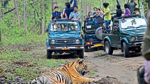 chotta munna tiger kanha tiger project tourism