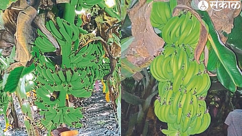 Bunches of bananas covered with banana leaves and bunches of thinly fallen bananas due to the heat and low water content of the 'May hit'.