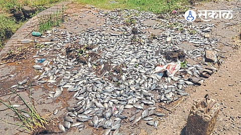 Polluted Water in Panchganga River