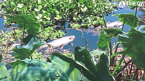 Dead fish found in Nandur Madhmeshwar dam area