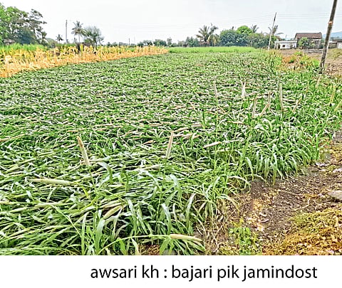 आंबेगाव तालुक्यात बाजरीचे पीक जमीनदोस्त