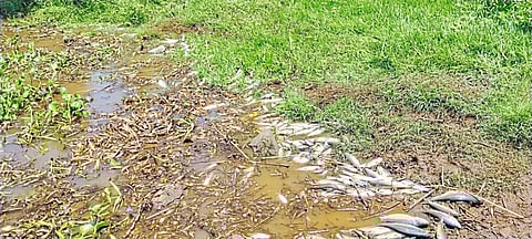 पंचगंगा नदीमध्ये प्रदूषित पाणी सोडल्याने हजारो मासे मृत्युमुखी