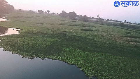 A vessel occupied by Panvelis in Nandur Madhyameshwar Dam.