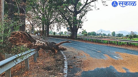 tree fell on the road at a dangerous turn due to heavy rains.