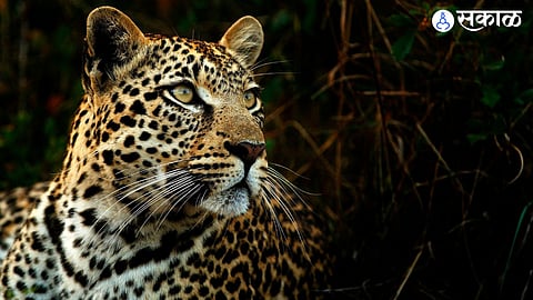 Nagpur Leopard News : दाभा मध्ये बिबट्या शिरला, एकाला नेले उचलून