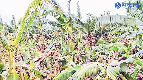 Uprooted banana trees in a field at Machle (T. Chopra).