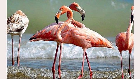 Flamingo Bird