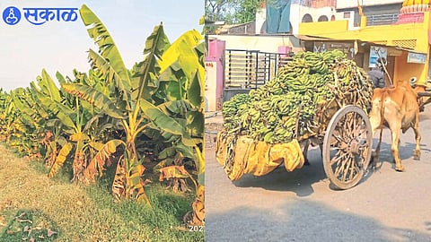 Farmers taking bunches of bananas withered due to extreme heat to feed cattle home in a bullock cart. A banana orchard suffering from intense heat.